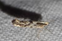Argyresthia conjugella