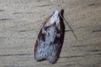 Anchinia daphnella