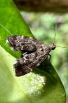 Anthophila fabriciana