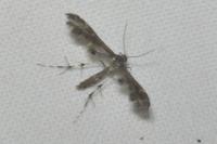 Capperia fusca