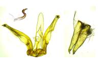 Capperia fusca