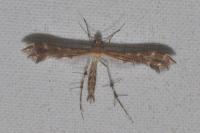 Oxyptilus distans