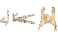 Oxyptilus distans