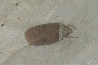 Agonopterix cnicella