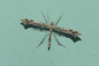 Amblyptilia acanthadactyla