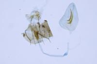 Amblyptilia acanthadactyla