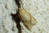 Clepsis consimilana