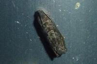 Grapholita molesta