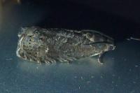 Grapholita molesta