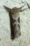 Triodia sylvina