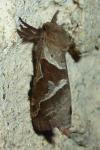 Triodia sylvina