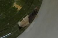 Acleris variegana