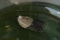 Acleris variegana