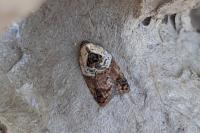 Acleris variegana