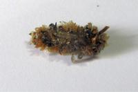 Dahlica triquetrella