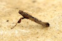 Caloptilia falconipennella