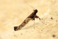 Caloptilia falconipennella