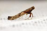 Caloptilia falconipennella