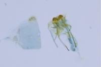 Tischeria