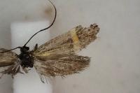 Nemophora