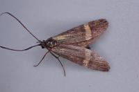 Nemophora