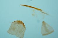 Nemophora
