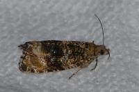 Celypha lacunana