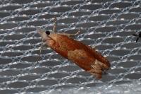 Eucosma conterminana