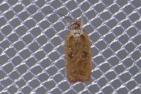 Agonopterix scopariella