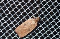 Agonopterix scopariella