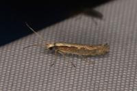 Plutella xylostella