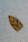 Clepsis consimilana