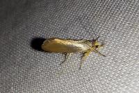 Crassa unitella