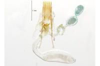 Crassa unitella