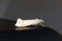 Ypsolopha persicella