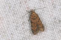 Pseudotelphusa paripunctella