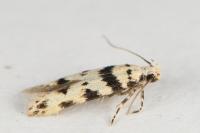 Pseudotelphusa scalella