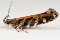 Aristotelia ericinella