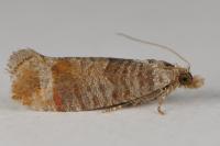 Clavigesta purdeyi