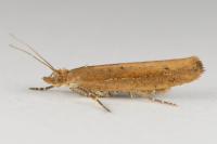 Ypsolopha ustella