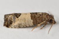 Spilonota ocellana