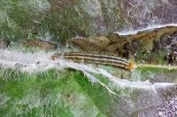 Clepsis senecionana