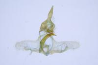Neosphaleroptera nubilana