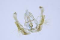 Celypha rivulana