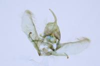 Cnephasia incertana
