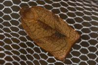 Cacoecimorpha pronubana
