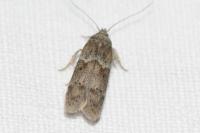 Blastobasis glandulella
