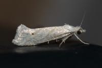 Ypsolopha persicella