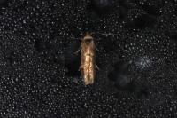 Blastobasis adustella