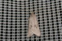 Ditula joannisiana